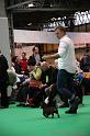 Crufts2011_2 1234